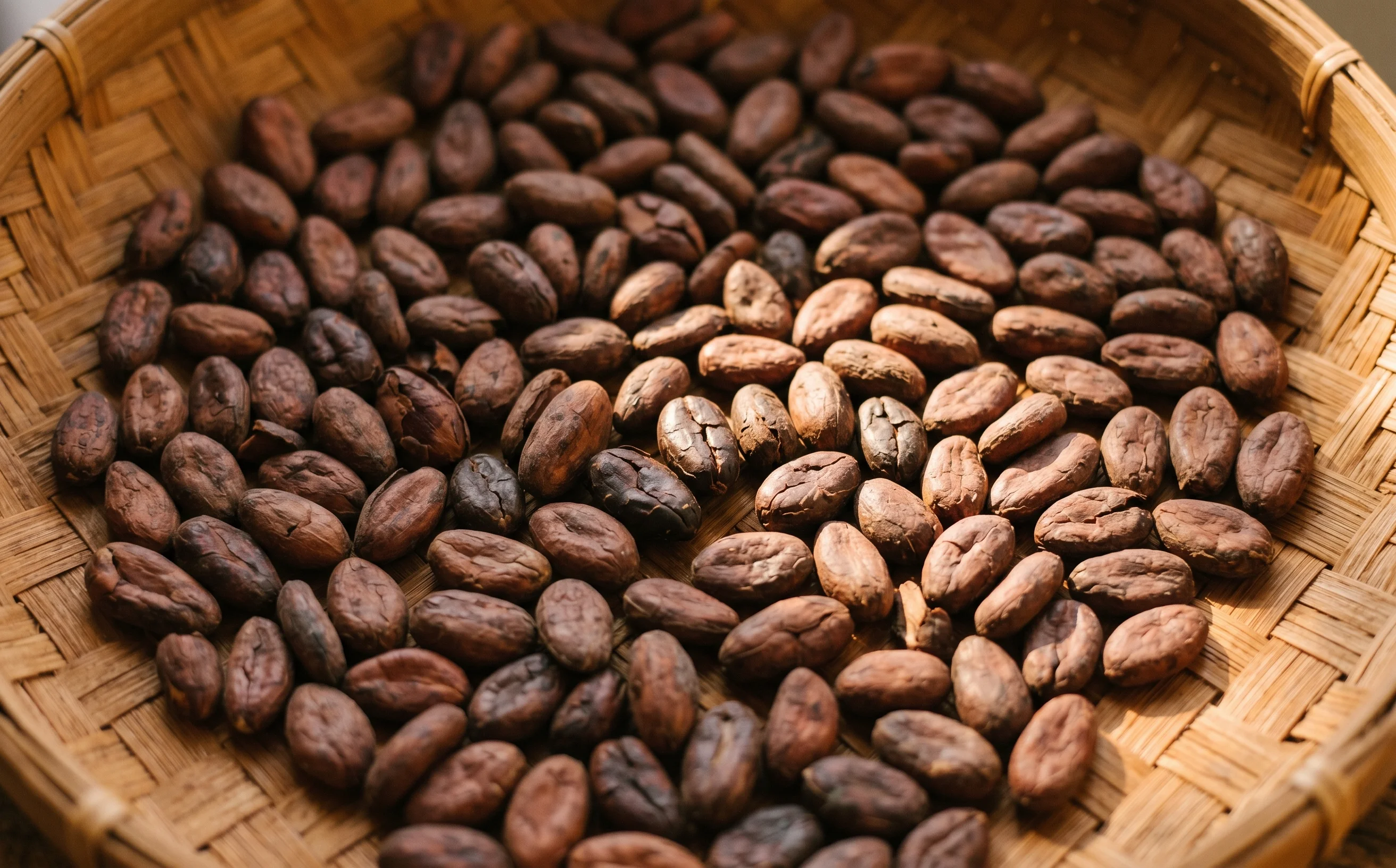 LCC Organic-certified Liberian cocoa beans from a Lofa County cooperative, traceable single-origin supply for Canadian craft chocolatiers